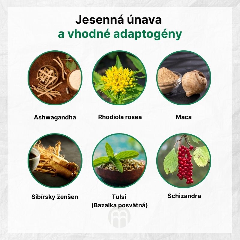 (Slovenčina) Podzimní únava a vhodné adaptogeny